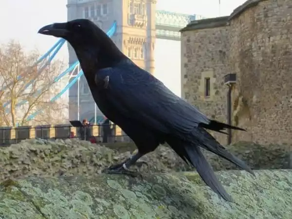 ciudad antigua de Londres Cuervo-de-la-Torre-de-Londres-TOUR-LONDRES