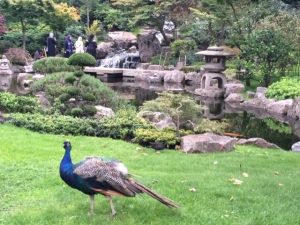 Kyoto gardens